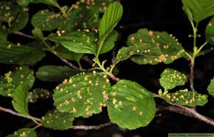 Alnus glutinosa, klibbal med alknottror